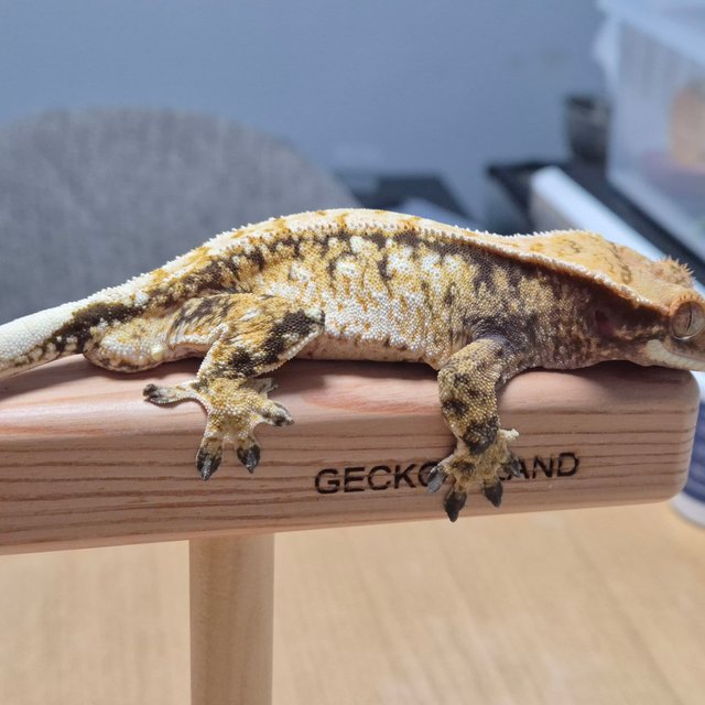 노멀 화이트스팟 드리피 화이트 화이트핀