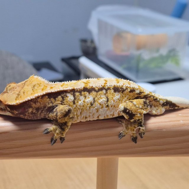 노멀 화이트스팟 드리피 화이트 화이트핀