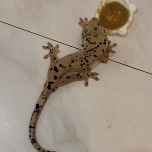 슈퍼달마시안