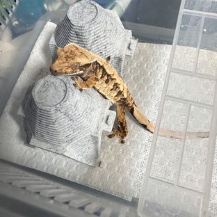 트라이
