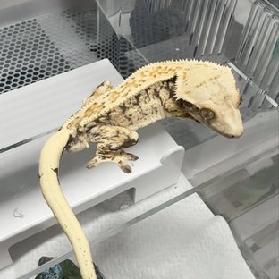 노멀 화이트스팟