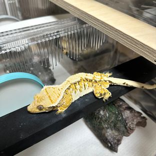 익스트림할리퀸 트라이