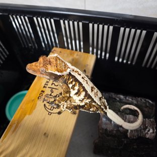 트라이 익스트림할리퀸