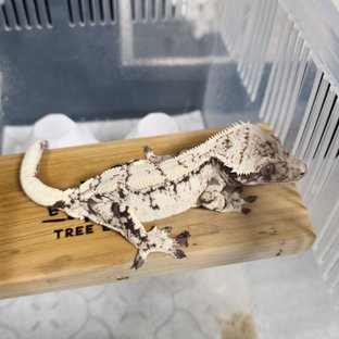 세이블 화이트스팟