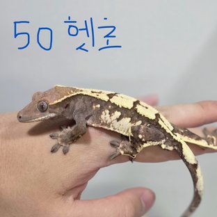 세이블