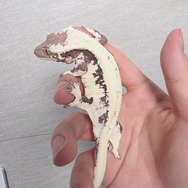 릴리 세이블 100%헷아잔틱