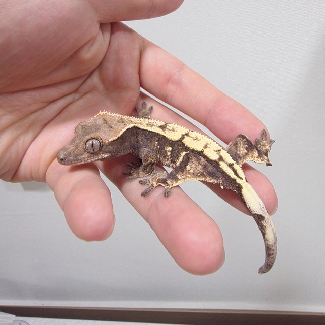 세이블 100%헷아잔틱