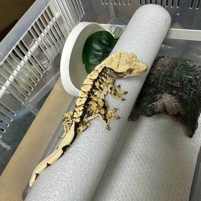 익스트림할리퀸