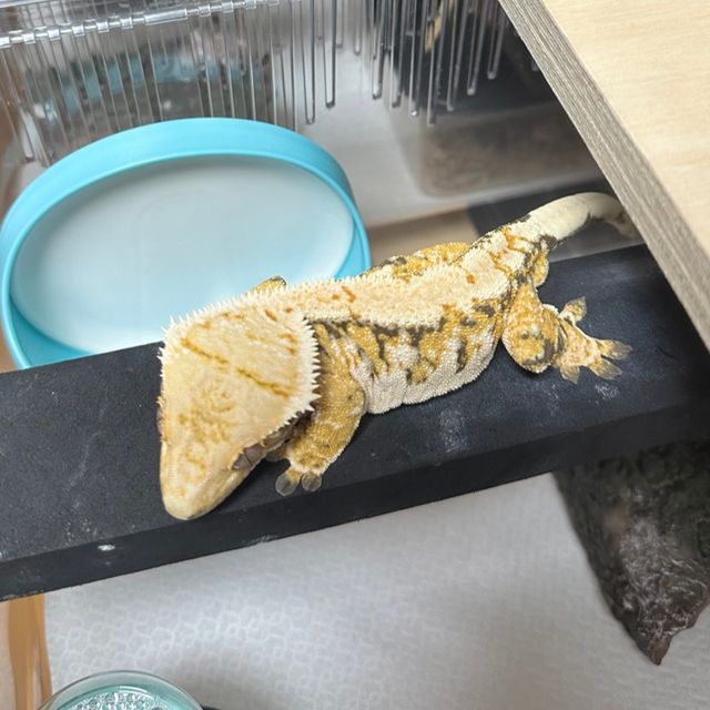 익스트림할리퀸 트라이