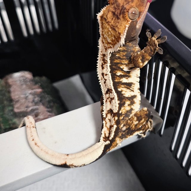 트라이 익스트림할리퀸