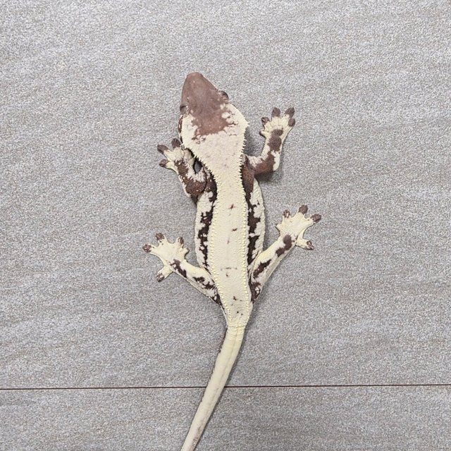 릴리 세이블 100%헷아잔틱