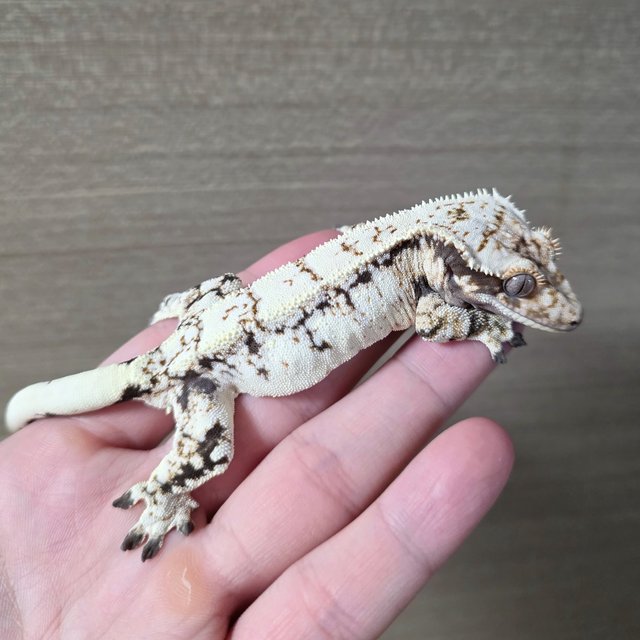 세이블 화이트스팟