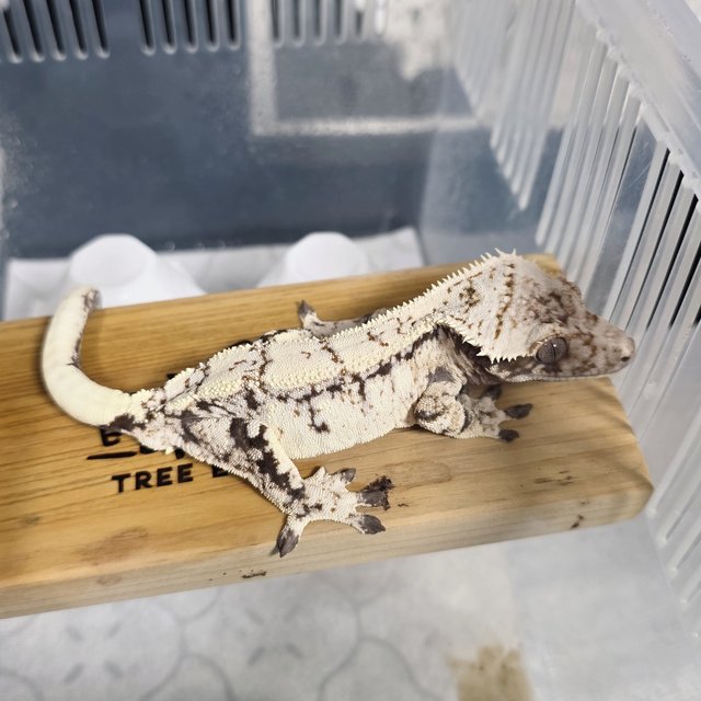 세이블 화이트스팟