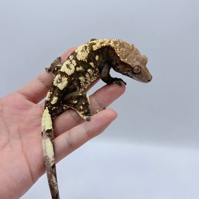 세이블 100%헷아잔틱