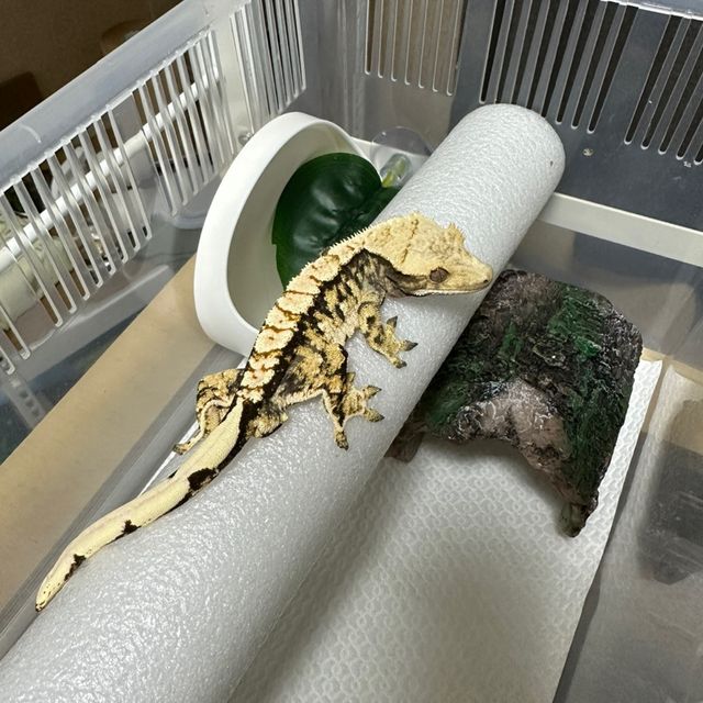 익스트림할리퀸