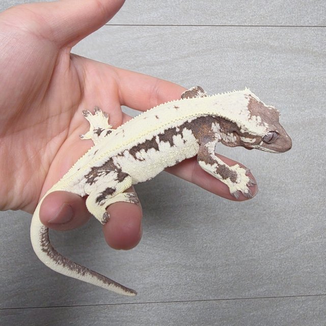 릴리 세이블 100%헷아잔틱