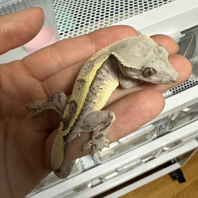 세이블