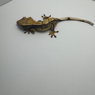 노멀