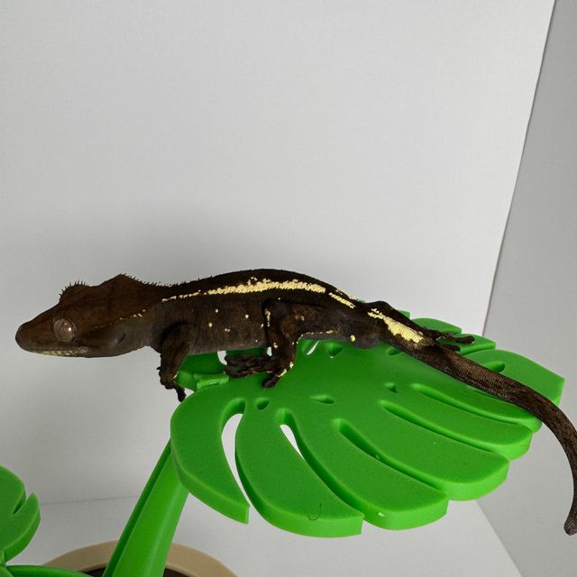세이블 다크