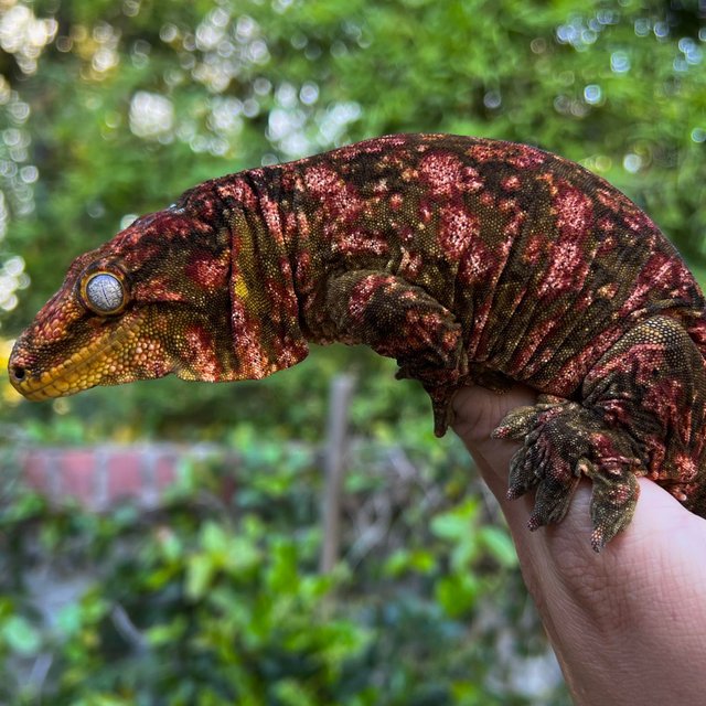 리핀리치스 다스몰