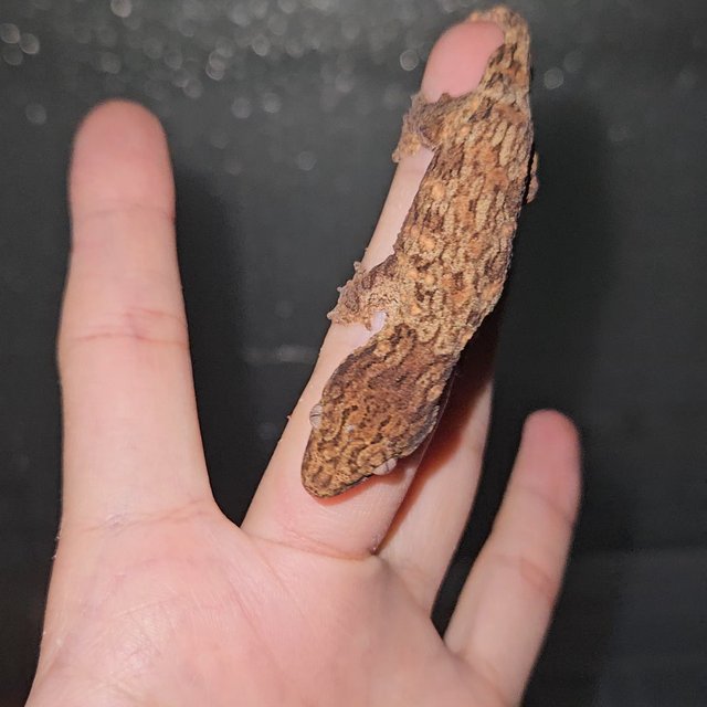 다스몰 트루 컬러