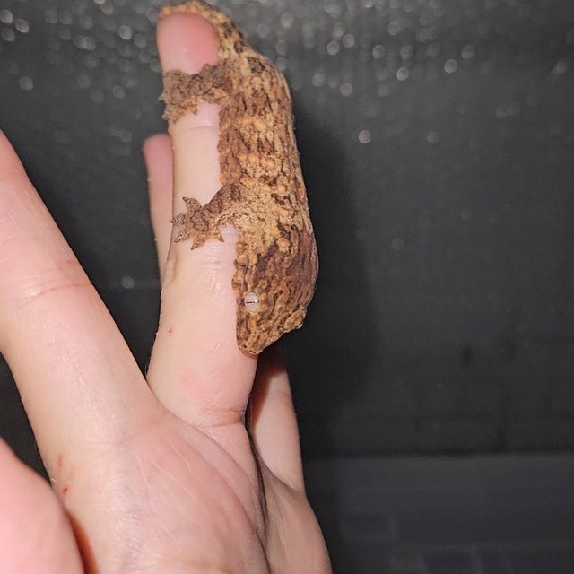 다스몰 트루 컬러