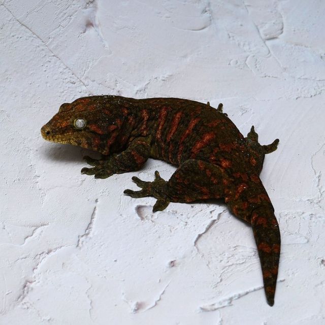 하키토 레드바 헷 멜라니스틱