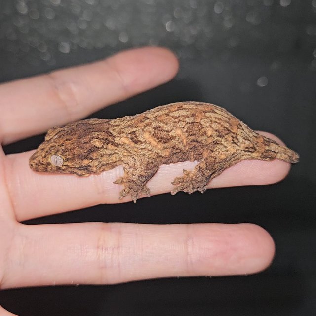 다스몰 트루 컬러