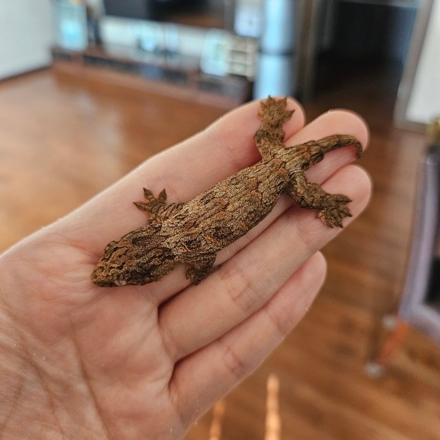 다스몰 트루 컬러