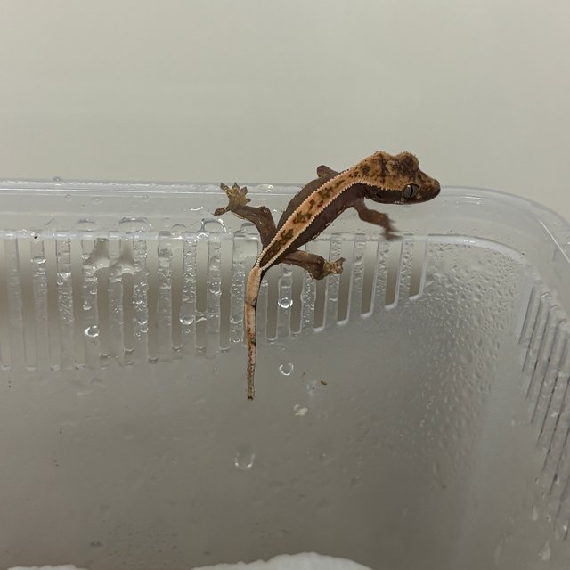 쿼드 풀핀 100%헷아잔틱