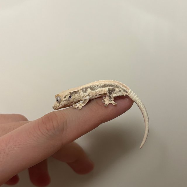 솔리드백 풀핀 화이트 릴리화이트