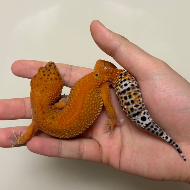 만다린 캐롯 텐저린