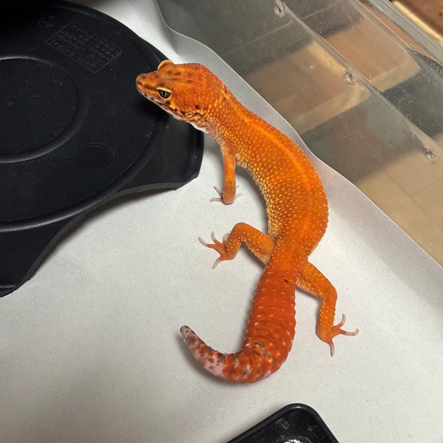 만다린 텐저린 캐롯