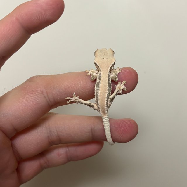 솔리드백 풀핀 화이트 릴리화이트