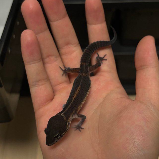 블랙나이트 만다린