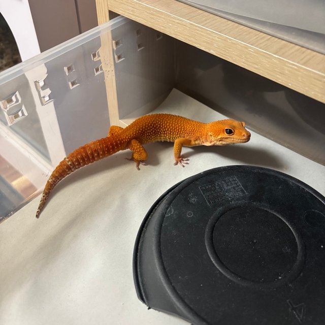 만다린 캐롯 텐저린