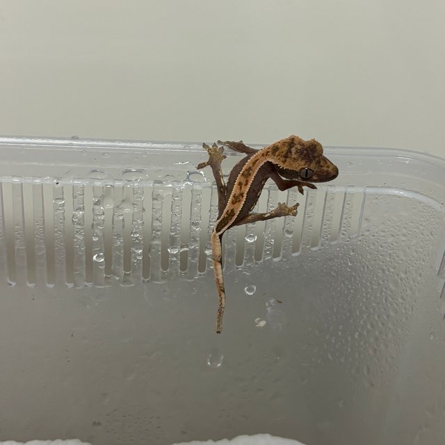 쿼드 풀핀 100%헷아잔틱