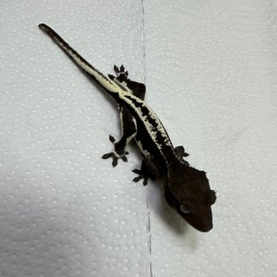 챠콜 릴잔틱