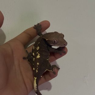 카푸치노