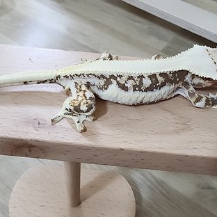 솔리드백 릴리화이트