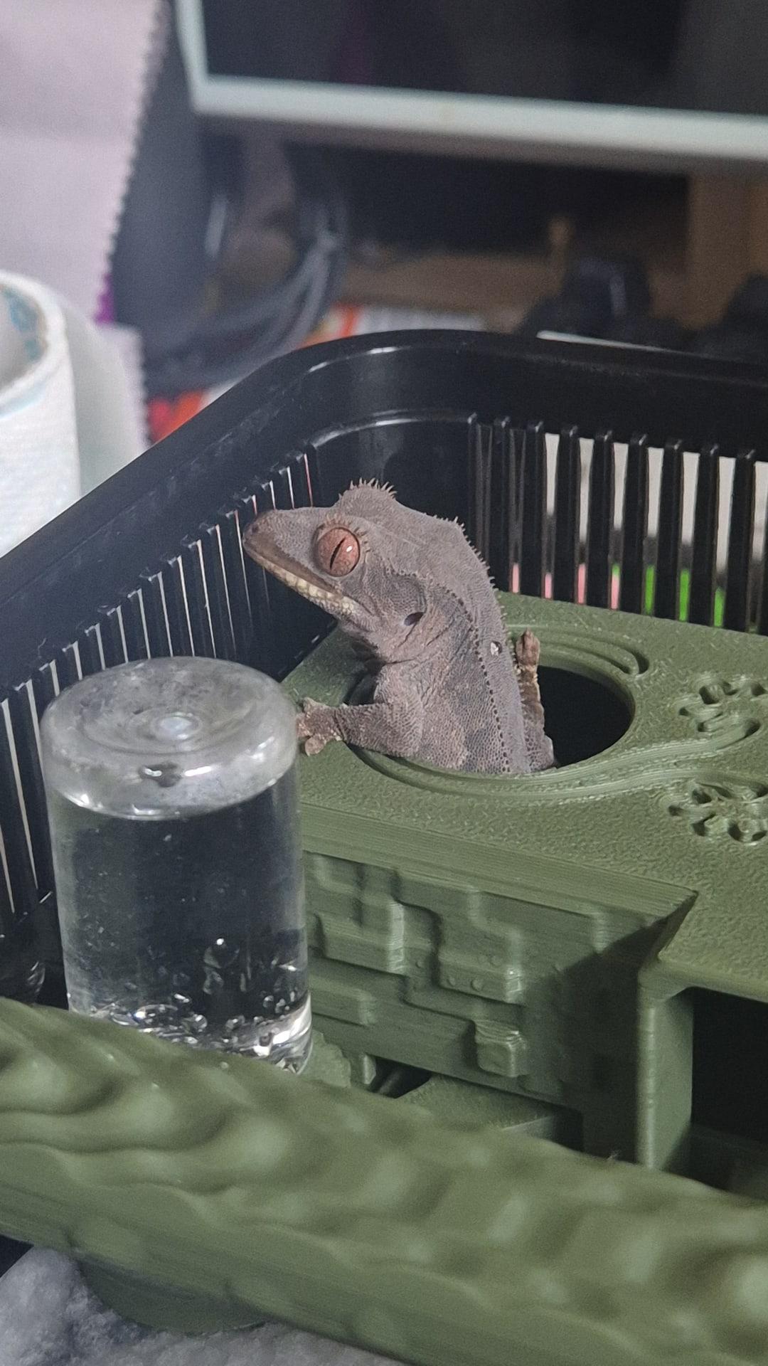 카더모스트