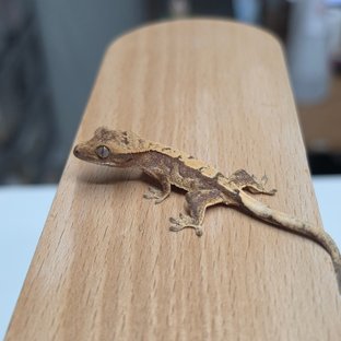밤울2호
