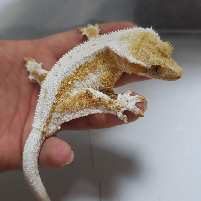 크림시클 릴리화이트