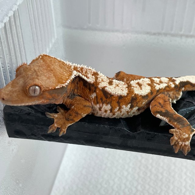 트라이 익스트림할리퀸 텐저린