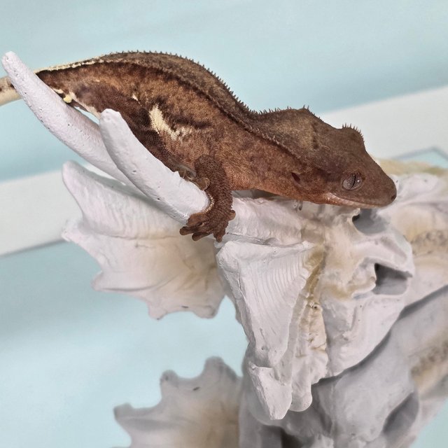 챠콜 팬텀 릴리화이트