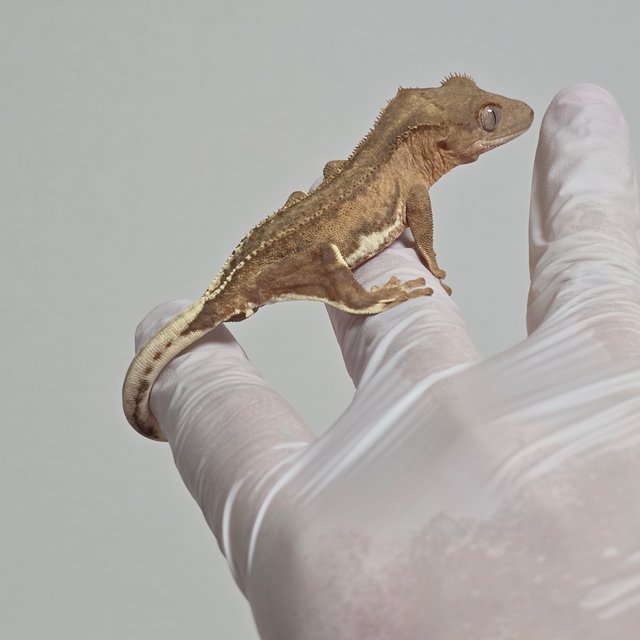 챠콜 팬텀 릴리화이트