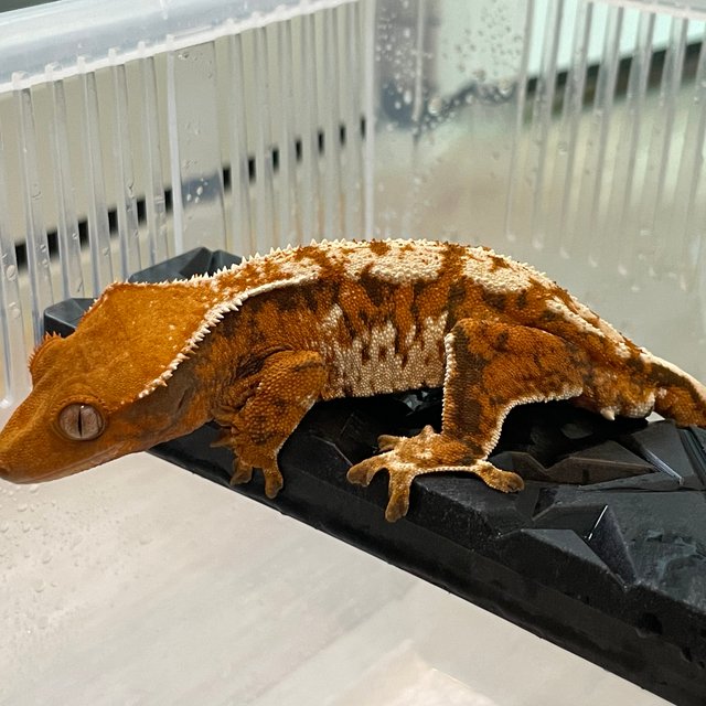 트라이 익스트림할리퀸 텐저린