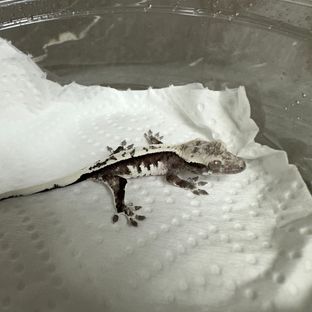아잔틱