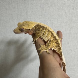 100%헷아잔틱