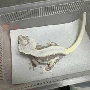 릴잔틱